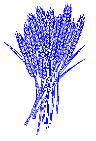 Wheat