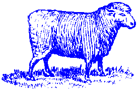 Sheep