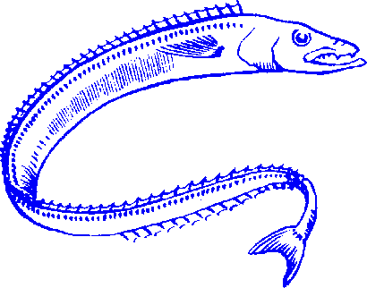 Eel