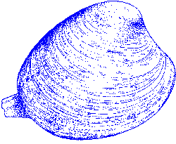 Clam
