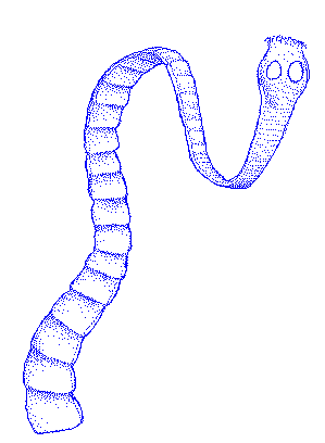 Tapeworm
