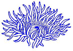 Sea Anemone