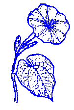Moon Flower