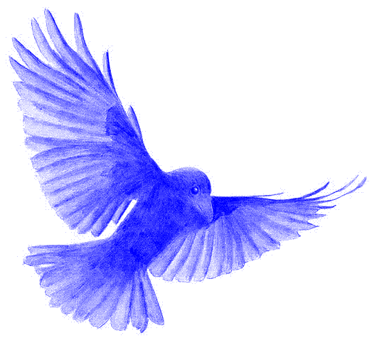 Blackbird